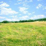 A picturesque plot of land with tall grass under a bright blue sky filled with scattered white clouds is periodically for sale with Palace Auctions London and World of Auctions. The landscape includes rolling green hills, dense trees in the background, and rustic buildings in the distance.