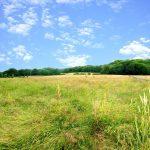 A vast meadow under a bright blue sky with scattered white clouds stretches over this picturesque plot of land Km1 underriver Sevenoaks. The field is filled with tall grass and wildflowers, bordered by a wooden fence on the right. Dense green trees and rolling hills complete the scenic landscape periodically for sale with Palace Auctions London.