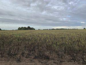 Property for sale by Auction A vast open field with green plants under a cloudy sky stretches out along Crampshaw Lane, KT18 6BX. In the distance, there are trees along the horizon. The foreground shows bare soil and some patches of dried vegetation, giving a sense of the countryside and natural landscape near Plot B11. Presented by World of Auctions