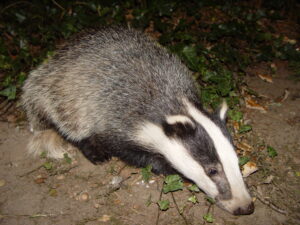 Property for sale by Auction A badger with brown, black, and white fur is standing on the ground among green leaves and dirt. The animal's head is facing down, and its distinctive white face with black stripes is clearly visible. Presented by World of Auctions