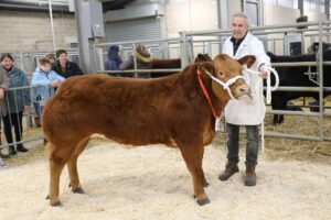 Property for sale by Auction A man in a white coat holds a young brown cow with a white rope in a livestock pen. People in the background watch the animal, and the setting appears to be an indoor agricultural event or fair. Presented by World of Auctions