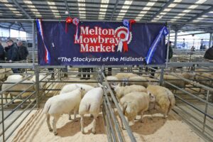Property for sale by Auction A group of sheep in pens at Melton Mowbray Market, with a banner reading "The Stockyard of the Midlands." The banner has red and blue award ribbons attached. People are visible in the background under a metal roof. Presented by World of Auctions
