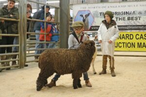 Property for sale by Auction Young handlers in white coats present a dark brown sheep at an agricultural show. A child in a flat cap guides the sheep, while another stands nearby. Spectators in coats observe from behind a railing. Banners are visible in the background. Presented by World of Auctions
