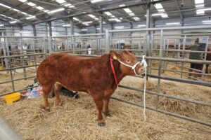 Property for sale by Auction A brown cow with a red ribbon stands in a pen at an indoor livestock market. The cow is on straw bedding, and there are other pens and people visible in the background. Presented by World of Auctions