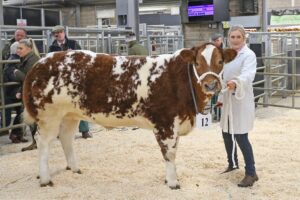 Property for sale by Auction A woman in a white coat leads a speckled brown and white cow labeled number 12 in a livestock exhibition ring. Spectators stand in the background, watching the event unfold at an indoor venue. Presented by World of Auctions